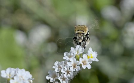 Photo for Amegilla quadrifasciata, the white-banded digger bee, is a species of bee belonging to the family Apidae subfamily Apinae, Crete - Royalty Free Image
