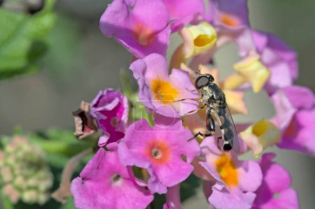 Téléchargez les photos : Syritta pipiens, parfois appelé l'hoverfly à pattes épaisses, est l'une des espèces les plus communes dans la famille des insectes Syrphidae, Crète - en image libre de droit