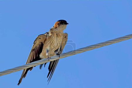 Photo for Red-rumped Swallow (Hirundo daurica), Greece - Royalty Free Image