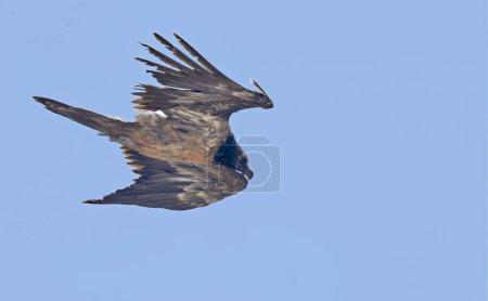 Photo for Bearded Vulture (Gypaetus barbatus), Crete - Royalty Free Image