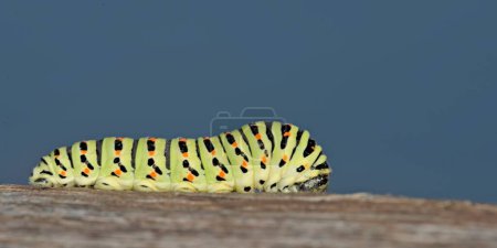 Photo for Swallowtail - Papilio machaon larva - Royalty Free Image