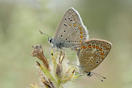 Foto de Azul Común - Polyommatus icarus, Grecia - Imagen libre de derechos