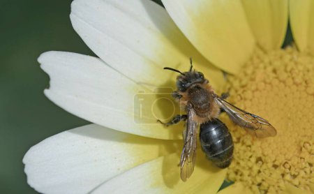 Andrena is a genus of bees in the family Andrenidae, with over 1,500 species, Crete