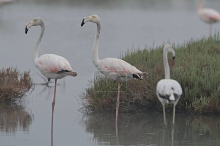Großer Flamingo (phoenicopterus roseus), Griechenland 