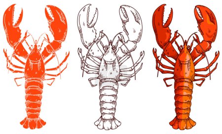 Photo for Lobster vector illustration in full colored and outline - Royalty Free Image