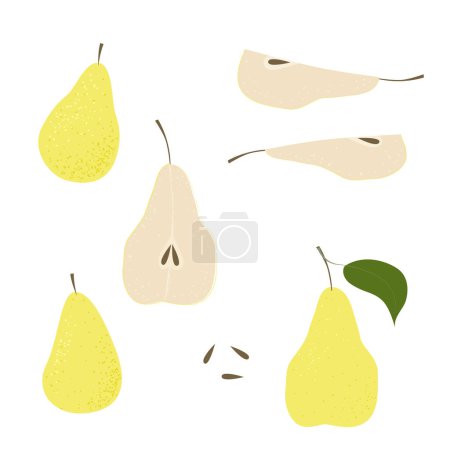 Illustration for Pear slice seed. Summer fruits textured. Hand drawn organic vector illustration - Royalty Free Image