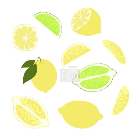 Illustration for Lemon lime slice. Summer fruits textured. Hand drawn organic vector illustration - Royalty Free Image