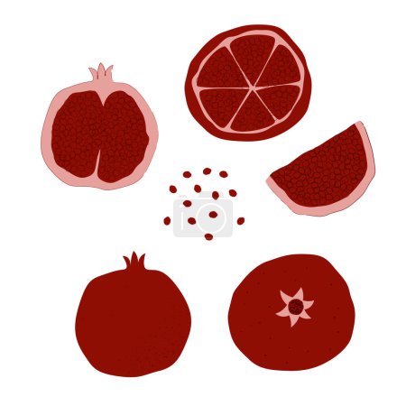 Illustration for Pomegranate slice seed. Summer fruits textured. Hand drawn organic vector illustration - Royalty Free Image
