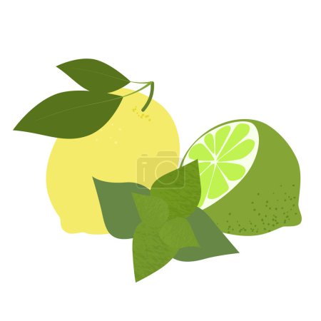 Illustration for Lemon lime citrus mint composition. Summer fruits textured. Hand drawn organic vector illustration - Royalty Free Image