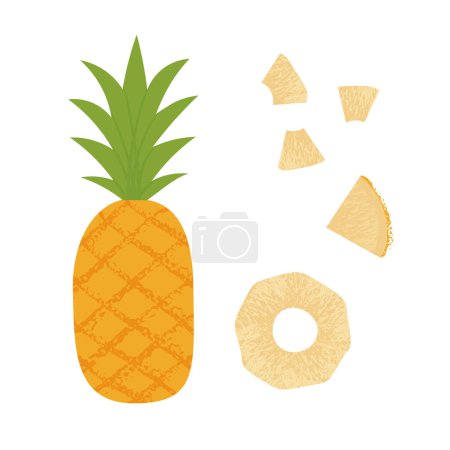 Illustration for Pineapple slice. Summer fruits textured. Hand drawn organic vector illustration - Royalty Free Image