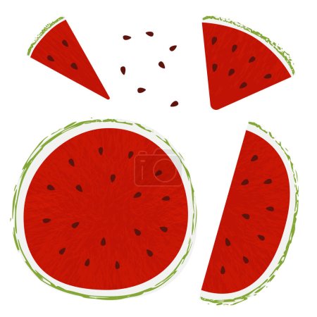 Illustration for Watermelon slice seed. Summer fruits textured. Hand drawn organic vector illustration - Royalty Free Image