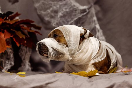 American Staffordshire Terrier in the form of a mummy. Dog against the backdrop of a Halloween entourage with cobwebs and autumn foliage. Autumn photo portrait