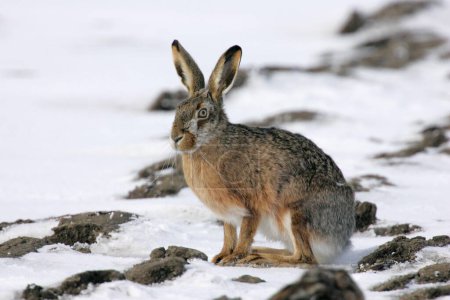 European hare (Lepus europaeus) Germany, hare, hares, snow, snow, detachable