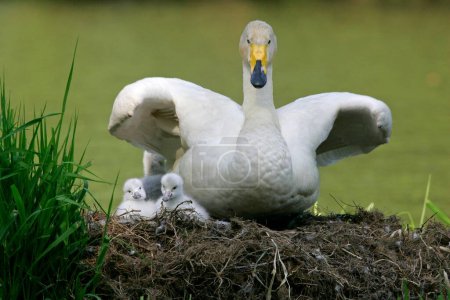 Whooper swan (Cygnus cygnus) with chicks at the nest, Germany, Europe