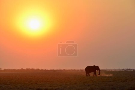 Elefant (Loxodonta africana) bei Sonnenuntergang, Etosha Nationalpark, Namibia, Afrika