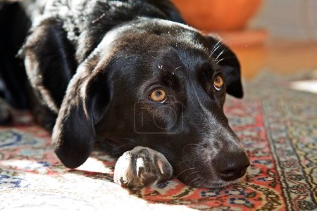 Schwarz-weißer Mischlingshund, Hündin, döst auf einem Teppich in der Sonne