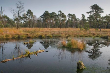 Autumn in the raised bog, nature reserve Tister Bauernmoor, Lower Saxony, Germany, Europe