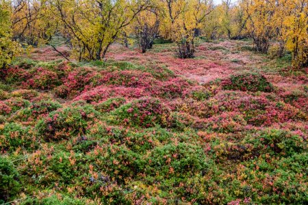 Autumnal forest floor, blueberries, norrbottens, norrbottens ln, laponia, Lapland, Sweden, Europe 
