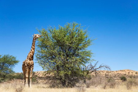 Südliche Giraffe (Giraffa giraffa), männlich, ernährt sich von einem grauen Kameldornbaum (Acacia haematoxylon), Kalahari-Wüste, Kgalagadi Transfrontier Park, Südafrika, Afrika