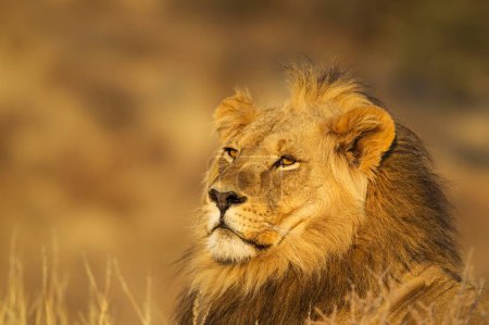 Lion (Panthera leo), male, portrait, Kalahari Desert, Kgalagadi Transfrontier Park, South Africa, Africa