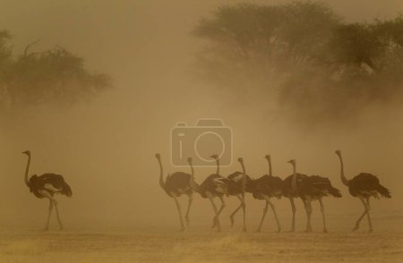 Ostriches (Struthio camelus), female and her brood, all females in a sandstorm, Kalahari Desert, Kgalagadi Transfrontier Park, South Africa, Africa