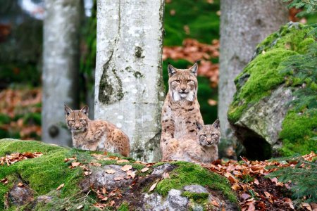 Eurasian lynx (Lynx lynx), dam with two offspring, captive, Germany, Europe