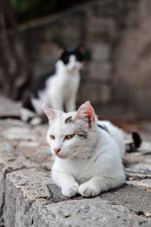 Street cat, Split, Istria, Croatia, Europe