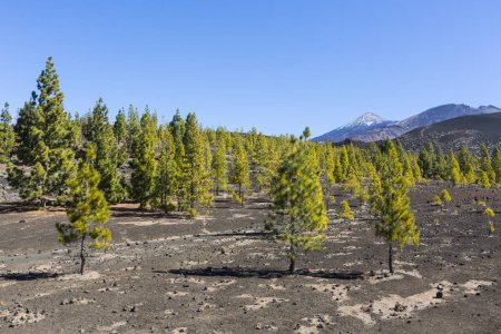 Canary Island pines (Pinus canariensis), Mirador de Chio, behind volcano Teide, Teide National Park, Tenerife, Canary Islands, Spain, Europe