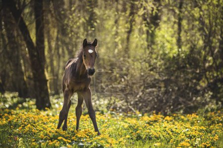 Brown Foal (Equus) stands in the forest on a flowery meadow, Switzerland, Europe