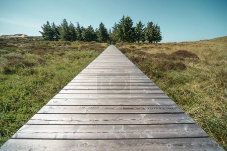 Wooden plank path through the dunes of Amrum, North Frisia, Schleswig-Holstein, Germany, Europe
