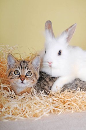 Conejo enano y gatito tabby joven