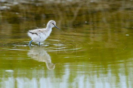 Chick walking in the water, Pied avocet (Recurvirostra avosetta), Texel, West Frisian Islands, North Holland, The Netherlands, Europe