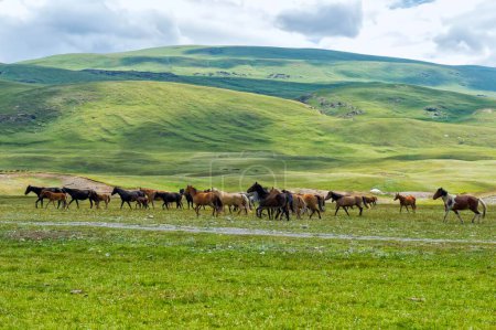 Flock of Horses (equus) running in Naryn gorge, Naryn Region, Kyrgyzstan, Asia