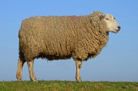 Domestic sheep (Ovis gmelini aries), Westerhever, Schleswig-Holstein, Germany, Europe