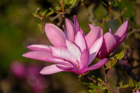 Mulan magnolia (Magnolia liliiflora), floración, Austria, Europa