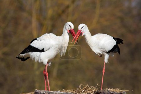 White Storks (Ciconia ciconia), pair, Mnsterland, North Rhine-Westphalia, Germany, Europe 