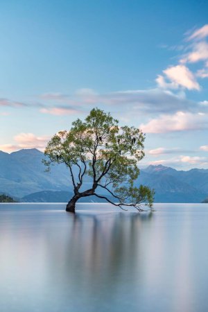 Soportes de un solo árbol en el agua, Wanaka Lake, The Wanaka Tree, Roys Bay, Otago, South Island, Nueva Zelanda, Oceanía