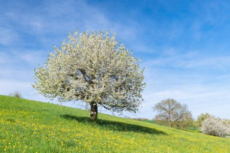 Blossoming cherry trees (Prunus avium) in meadow, Fricktaler Chriesiwg, cherry trail, Fricktal, Canton of Aargau, Switzerland, Europe 