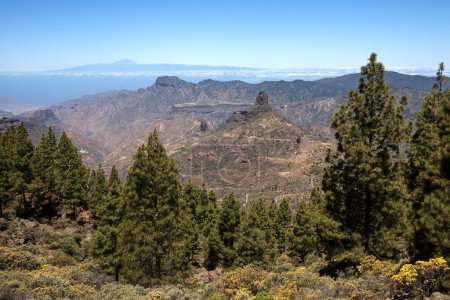 Blick vom Rundweg um den Roque Nublo auf blühende Vegetation, kanarische Kiefern (Pinus canariensis), hinter der Insel Teneriffa mit Vulkan Teide und Roque Bentayga, Gran Canaria, Kanarische Inseln, Spanien, Europa