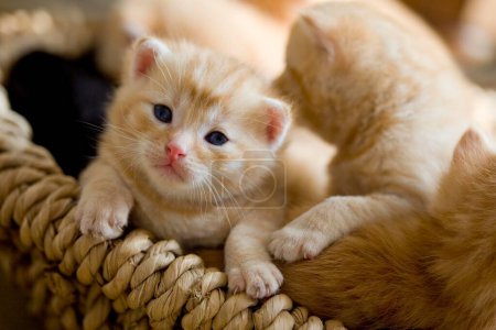 Domestic Cat (Felis catus), kittens