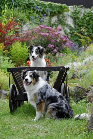Australian Shepherd and Border Collie, in front of and in an old ladder cart