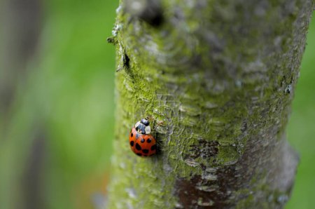 Ladybird on a tree trunk, asian lady beetle (Harmonia axyridis)