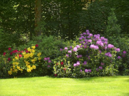 Blühendes Barock in Ludwigsburg, Rhododendron blüht im Garten