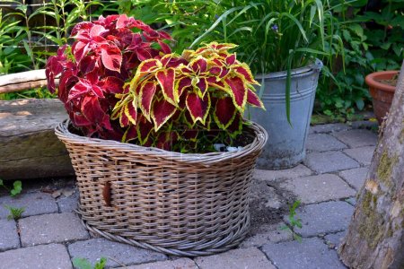 Coleus nettle (Solenostemon scutellarioides) in a basket, potted flowers on the terrace, crabapple
