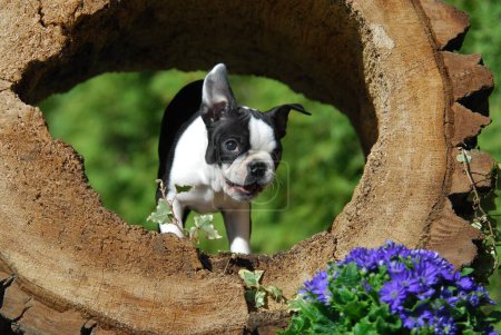 Boston Terrier puppy having gunny in the nature