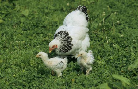 Bantam Brahma, 1 year + 5 weeks, bantam with 2 two chicks 