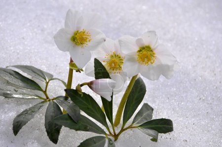 Schneerosen, Weihnachtsrosen (Helleborus niger) im Schnee, Tauwetter