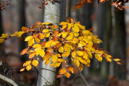 Coloridas ramas de haya en el bosque de otoño