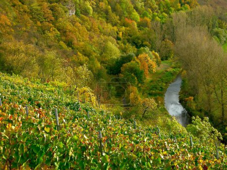 River:Enz, Enztal, vineyards of Muhlhausen, Enz Baden-Wurttemberg, Germany. Steillage