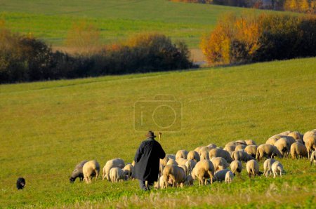 Paysage : Albe souabe Troupeau de moutons en automne sur pâturage, avec berger, moutons domestiques (Ovis orientalis aries)